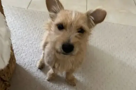 Found Dog on Clinton Keith Rd, Wildomar