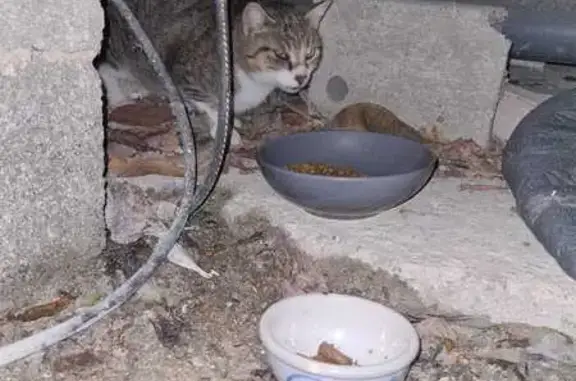 Animaux trouvés Borgo, photo: Chat tigré/blanc trouvé Allée des Tulipes