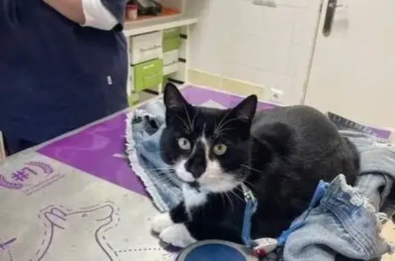 Perdido: Gato Blanco y Negro en Vélez-Málaga