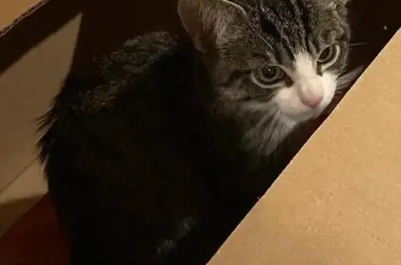 Chat trouvé , photo: Chaton trouvé rue de Bertrand, L'Éguille