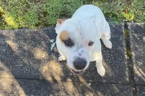 Found: King, White Dog with Br...