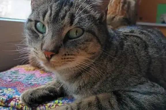 Chat tigré perdu, 2 ans, Avenue Normandie - photo