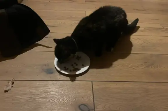 Animaux trouvés Vidauban, photo: Chat trouvé à Vidauban, cherche propriétaire