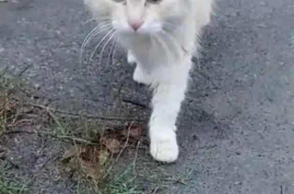 Знайдено кішку Київ, фото: Знайдена молода рижа кішечка в Києві