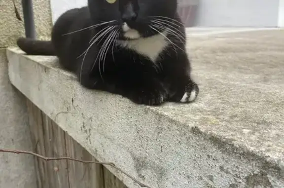 Animaux trouvés Vineuil, photo: Chat mâle trouvé sociable à Vineuil
