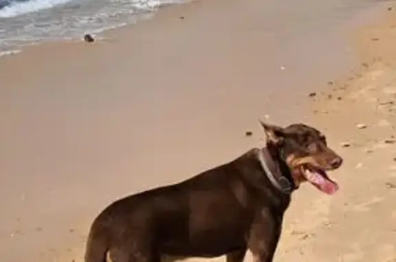 Perro Marrón Perdido en Cortijo Chico