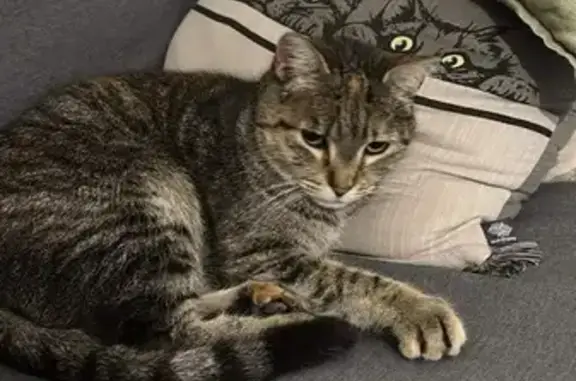 Chat trouvé , photo: Chatte craintive trouvée à Monteux