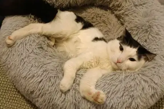 Lost pets , photo: Lost Cat: Treasure on Marshall Rd