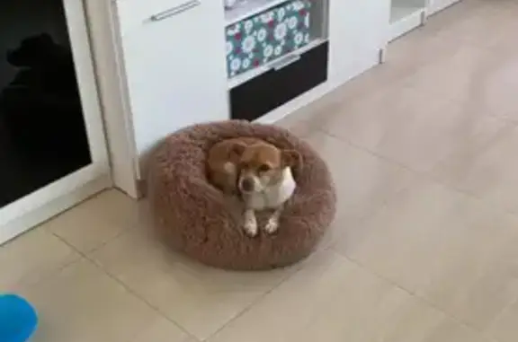 Perro Mayor Perdido: Marrón y Blanco en Campohermoso