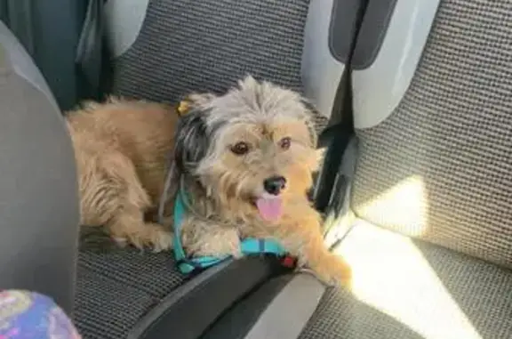 Perra herida con collar encont...