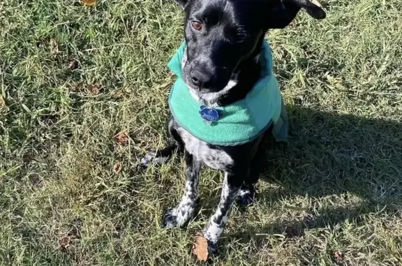 Lost Dog: Black Lab/Dalmatian Mix Found!