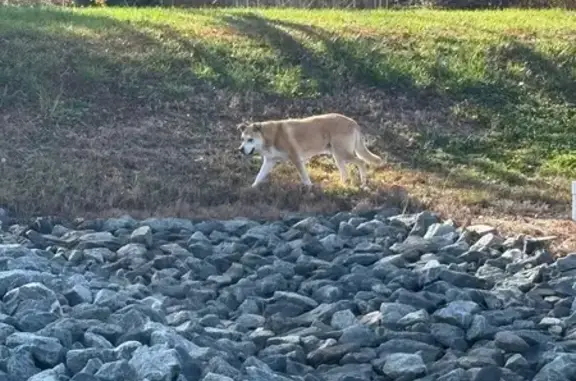 Found pets Concord, photo: Found: Sweet Senior Dog in Concord, NC
