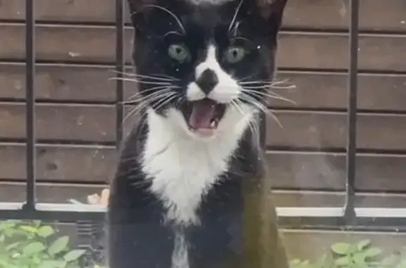 Lost Tuxedo Cat: Friendly & Vocal