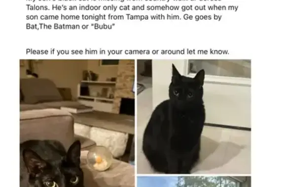 Lost Black Cat: Booboo on Country Walk