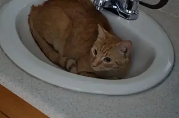 Missing cat , photo: Lost Orange Tabby with Stripes - Empire Blvd