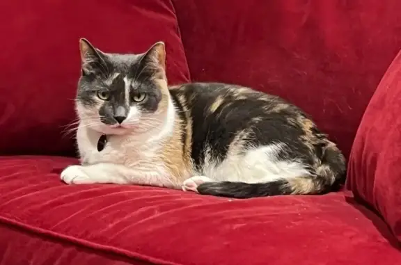 Missing cat , photo: Lost 9-Year-Old Calico Cat on Noble St