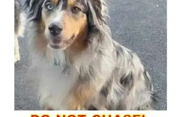 Lost Merle Aussie: Ace Missing in East Donegal