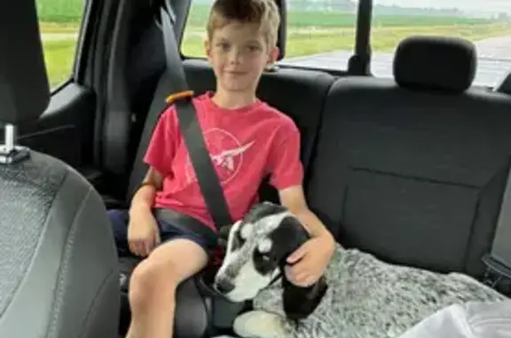 Missing: Friendly Pup with Unique Eyes