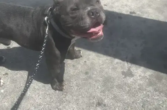 Lost pets East Los Angeles, photo: Help Find Meatball: Lost Dog in L.A.