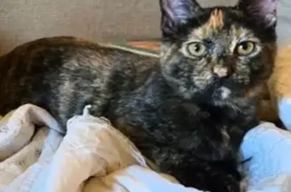 Missing cat Tucson, photo: Lost Torti Cat on West Quailwood Way