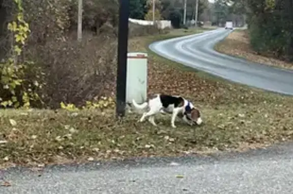 Lost Dog: Mickey Print in Raeford, NC