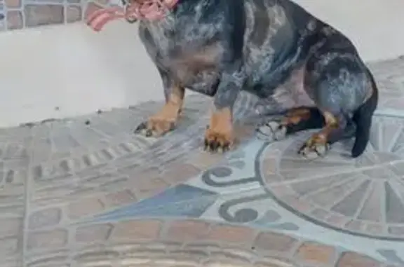 Teckel Merle Negro Perdido en Carmona