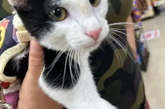 Lost pets California City, photo: Lost Black & White Kitten in Pico Rivera