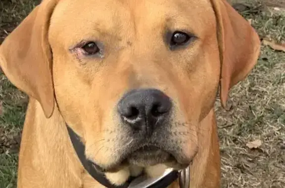 Lost and found pets Arkansas City, photo: Friendly Red-Coated Dog Found in Enola