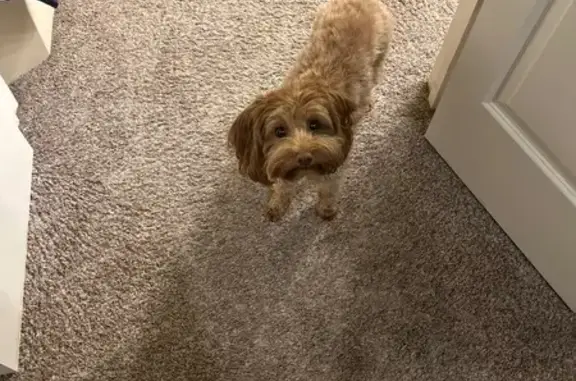 Lost Peach-Colored Dog in Adeeba Lane, TX