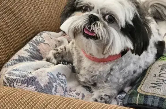 Lost Shih Tzu in Boulder City: Help!