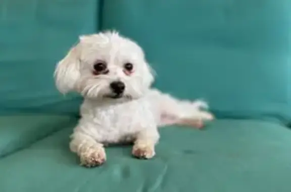 Lost White Dog: Skittish, Microchipped