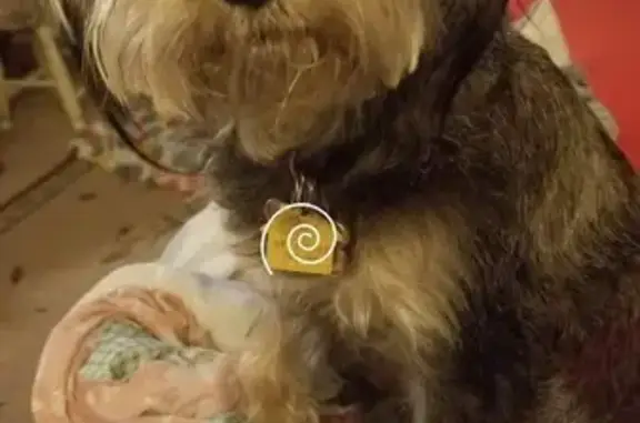 Lost pets Oklahoma City, photo: Lost Mini Schnauzer Mix in OKC - Help!
