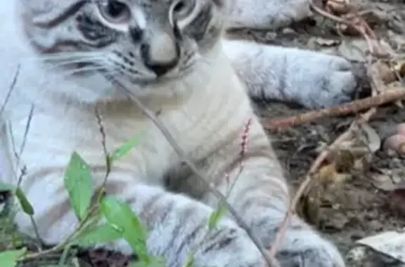 Missing cat Walden, photo: Help Find Ezekiel: Unique Markings, Walden