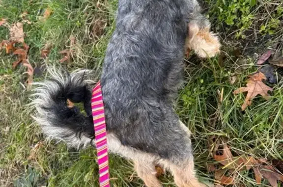 Friendly Dog Found: Division Ave S, GR