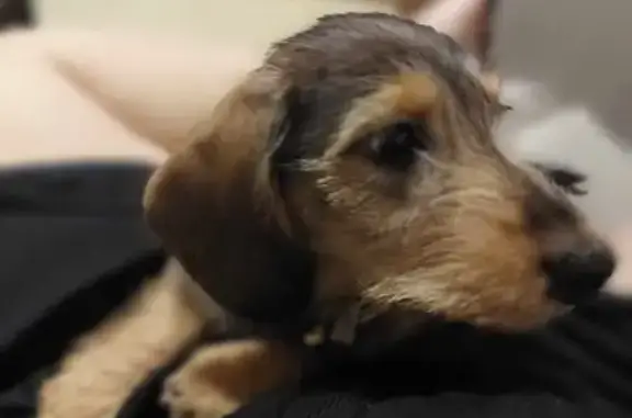 Lost Dog: Shaggy, Pink Collar, Logan