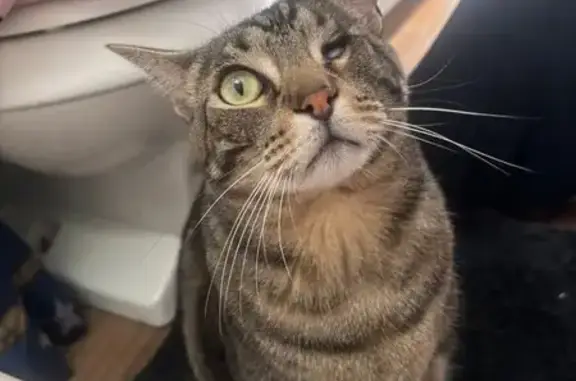 Missing cat Tucson, photo: Lost One-Eyed Tabby on North Belvedere