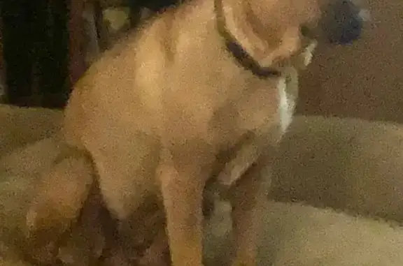 Lost Black Mouth Cur with Udders - Livingston