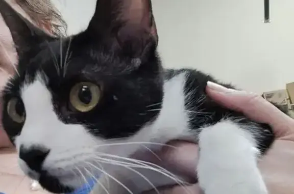 Lost and found pets Plantation, photo: Found: Sweet Tuxedo Cat with Heart Nose