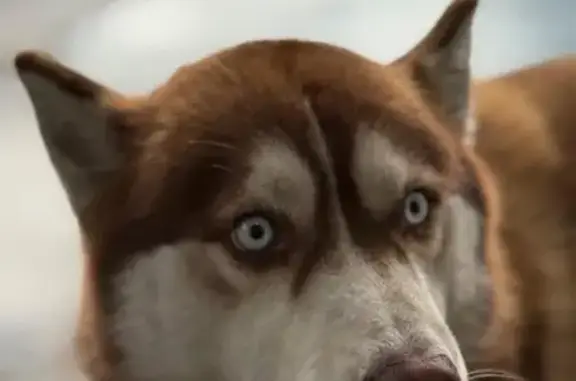 ¡Perro Perdido en Av. Tecnológico, Celaya!