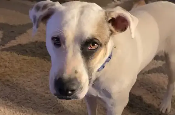 Lost Dog: White w/ Unique Eyes in Eloy