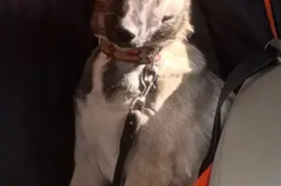 Lost pets Denver, photo: Lost Puppy: Luna, Belgian Malinois, Denver