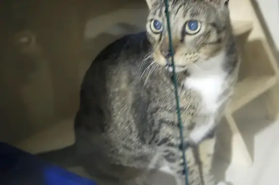 Lost and found pets Singapore, photo: Friendly Spotted Cat Found in Clementi!