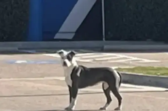 Lost pets Euless, photo: Lost Pit Mix: Grey Eye Patch in Euless