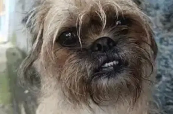 Animales perdidos , foto: Perro Perdido: Mestizo Pug en CDMX