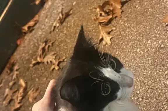 Lost and found pets Michigan Center, photo: Sweet Young Tuxedo Cat Found in Wyoming, MI