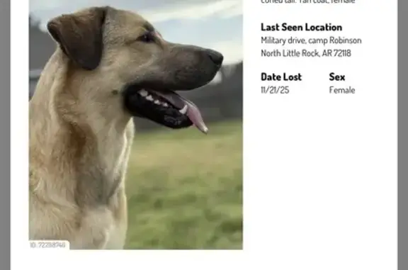 Lost Dog: Tan Coat, Curly Tail, NLR