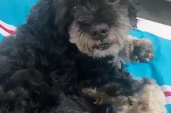 Lost pets , photo: Injured Dog Lost on Anderson Street