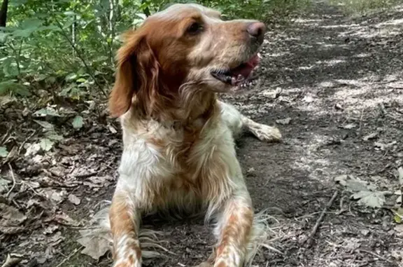 Animaux perdus Monéteau, photo: Chien perdu : Épagneul breton, Monéteau