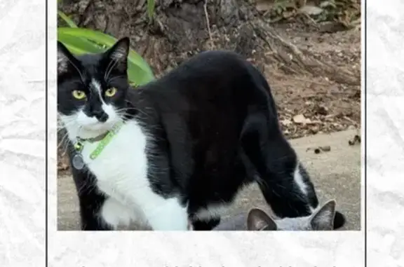 Lost Cat: Charlie on Devon St, Unley