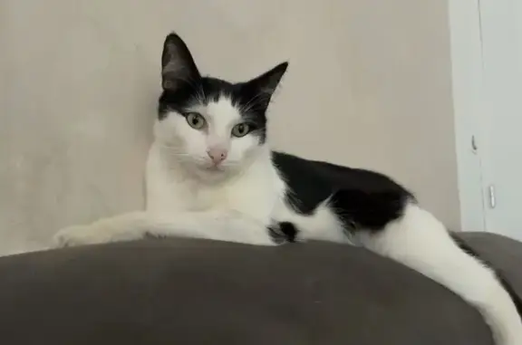 Guizmo, chat peureux perdu à Vicq - photo